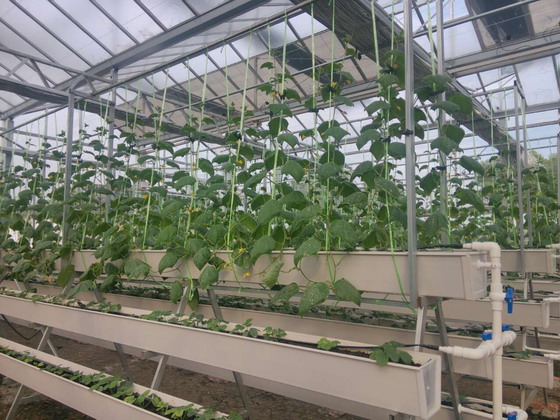 苏州光伏发电蔬菜大棚暖室